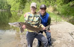 White Sturgeon fish caught while fishing in Oregon