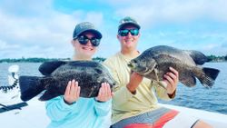 Giant Tripletail Fish in Jensen Beach