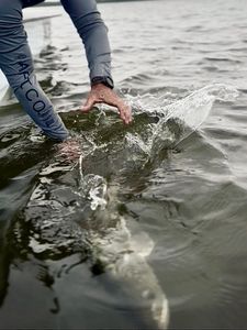 Fish being released back into water in Jensen Beach FL