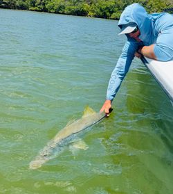 Snook being released back into the water in Jensen Beach FL