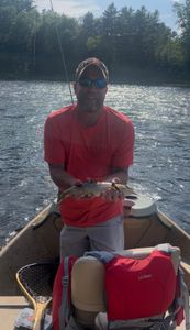 Atlantic salmon catch on fishing tour in South Portland ME