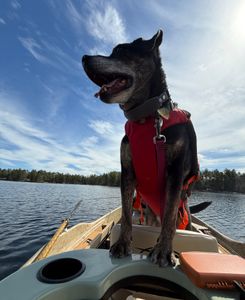Dog wearing life jacket standing on fishing boat in South Portland Maine waters