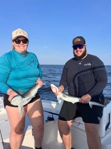 Two anglers holding Atlantic Sharpnose Sharks on fishing boat in Steinhatchee FL waters