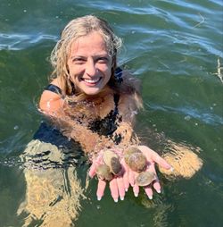 Freshly collected scallops displayed in cupped hands while swimming in Steinhatchee FL waters