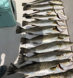 9 spotted weakfish caught in FL