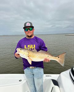 Early morning red drum catch!