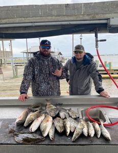 Fishing Black Drum, Sea Trout and Redfish today!