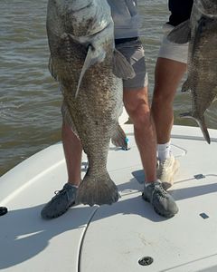 Gigantic Black Drum From Lake Charles!!