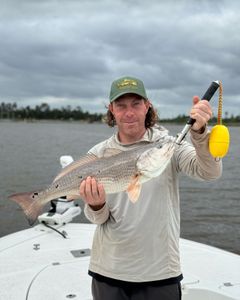 This Red Drum made my day!