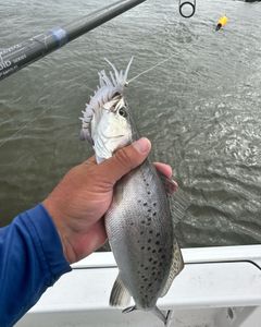 Amazing Trout!!