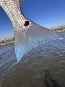 Reeling in a beauty on a tranquil day.