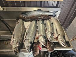Six beautiful rainbow trout, chinook salmon, and coho salmon in the Pacific City waters