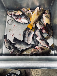 Fresh Oregon Coast black rockfish from successful trolling trip!