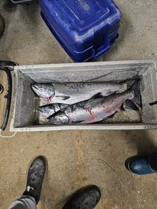 Coho salmon caught fishing in OR