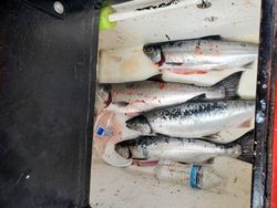 Coho salmon fishing in OR