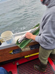 52 people fishing in Oregon