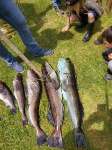 Great 5 fish caught while fishing in OR