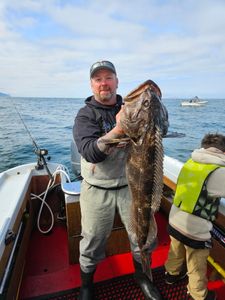 Lingcod, a 36-inch fish caught while fishing in OR
