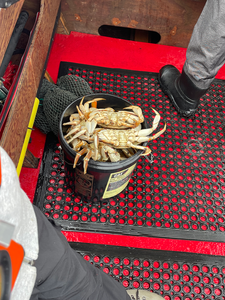 Fresh Oregon Coast crabs ready for the cooler!