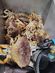 Fresh Oregon Coast crabs ready for the table!