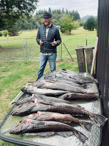 Impressive Oregon Coast lingcod haul from trolling trip.