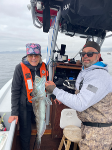 Beautiful Oregon Coast lingcod brought to the boat!