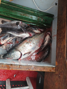 Oregon Coast Chinook salmon and black rockfish!