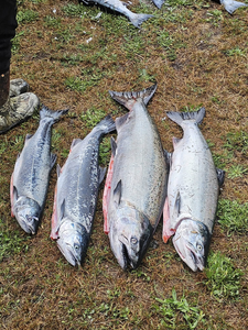 5 chinook and pink salmon in the pacific city waters