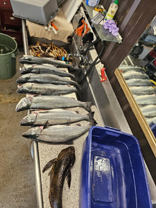 Blasted today trolling in Pacific City! Pink salmon, coho salmon, and bonus crab made for an exciting adventure on the water.