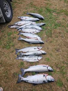 Seven chum and atlantic salmon in the pacific city waters