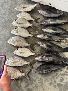 Fresh caught Black Sea Bass and Jolthead Porgy laid out on boat deck from Denver NC fishing charter