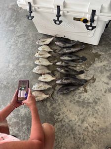 Fresh caught Jolthead Porgy and Black Sea Bass displayed on dock after successful fishing trip in Denver NC