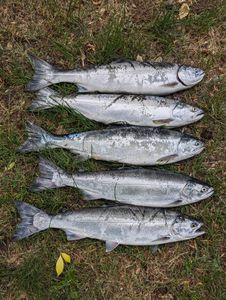 Five Coho Salmon, Chinook Salmon, and Sockeye Salmon caught while fishing in WI