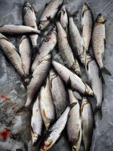 10 bluefish caught while fishing in Iron River