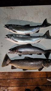 4 coho salmon and chinook salmon caught fishing in Iron River