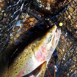 Great fishing adventure in WI