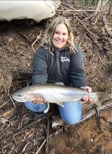 Rainbow trout caught in Iron River