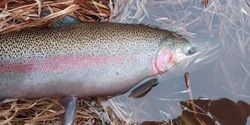 Rainbow trout caught while fishing in WI