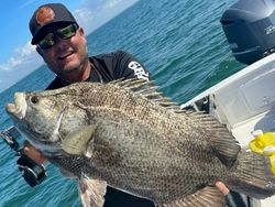 A huge tripletail fish caught while fishing in FL