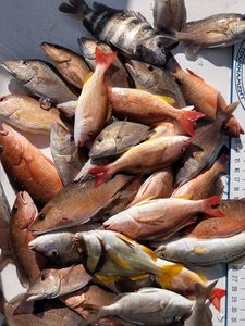10 sheepshead and grey snapper caught while fishing in FL