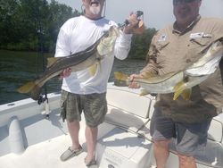 Two Snook fish caught in Saint James City