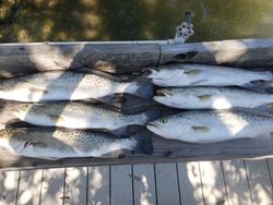 Six spotted weakfish and great barracuda caught fishing in FL