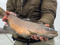 Trout fishing in Lake Ontario 2022