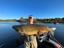 Photograph of a pink salmon, 42 inches long, caught while fishing in Mexico.