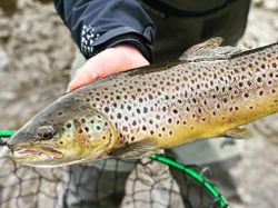 A beautiful sea trout caught while fishing in NY