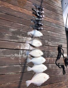 5 fish caught by anglers at Rehoboth Beach