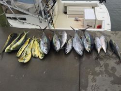 9 Blackfin Tuna, Greater Amberjack, and Little Tunny fish caught at Rehoboth Beach