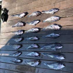 A scenic view of 11 sea bass and sauger fish swimming in Rehoboth Beach