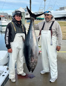 Blackfin tuna fish caught at Rehoboth Beach