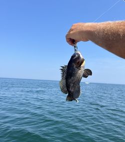 An image of a sea bass caught in DE while fishing.